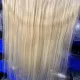 #613 Blond 13x6 HD/ Dentelle Frontale transparente